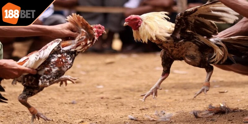 Người chơi có thể lựa chọn nhiều nhà cái uy tín để theo dõi trận đấu 