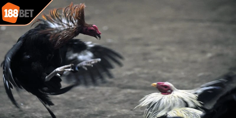 Hình thức truyền thống tập trung vào kỹ thuật và sức bền của chiến kê