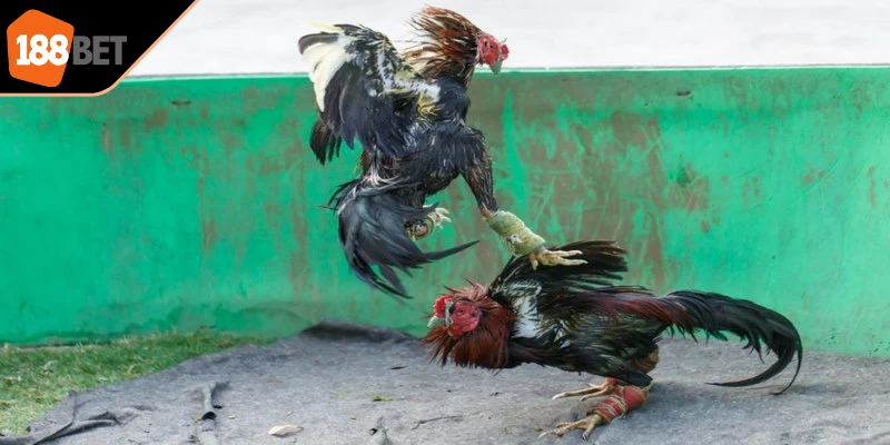 Hướng dẫn tham gia đá gà trực tuyến Campuchia rất đơn giản dễ hiểu 