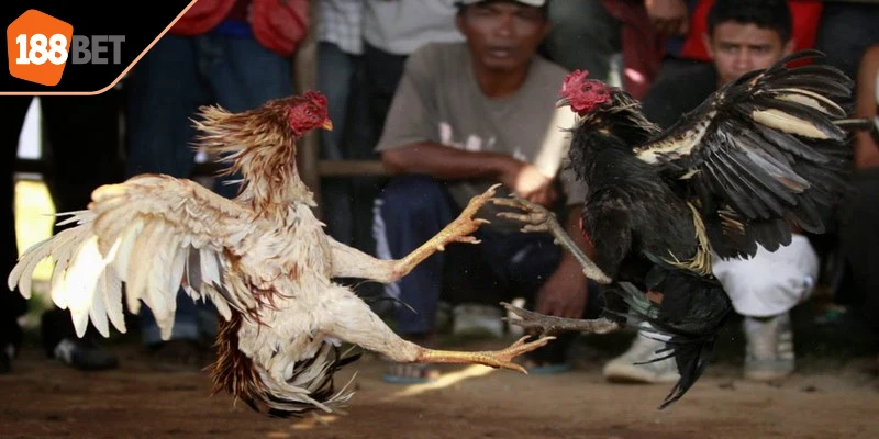 Một vài hình thức đá gà trường Thomo phổ biến hiện nay 